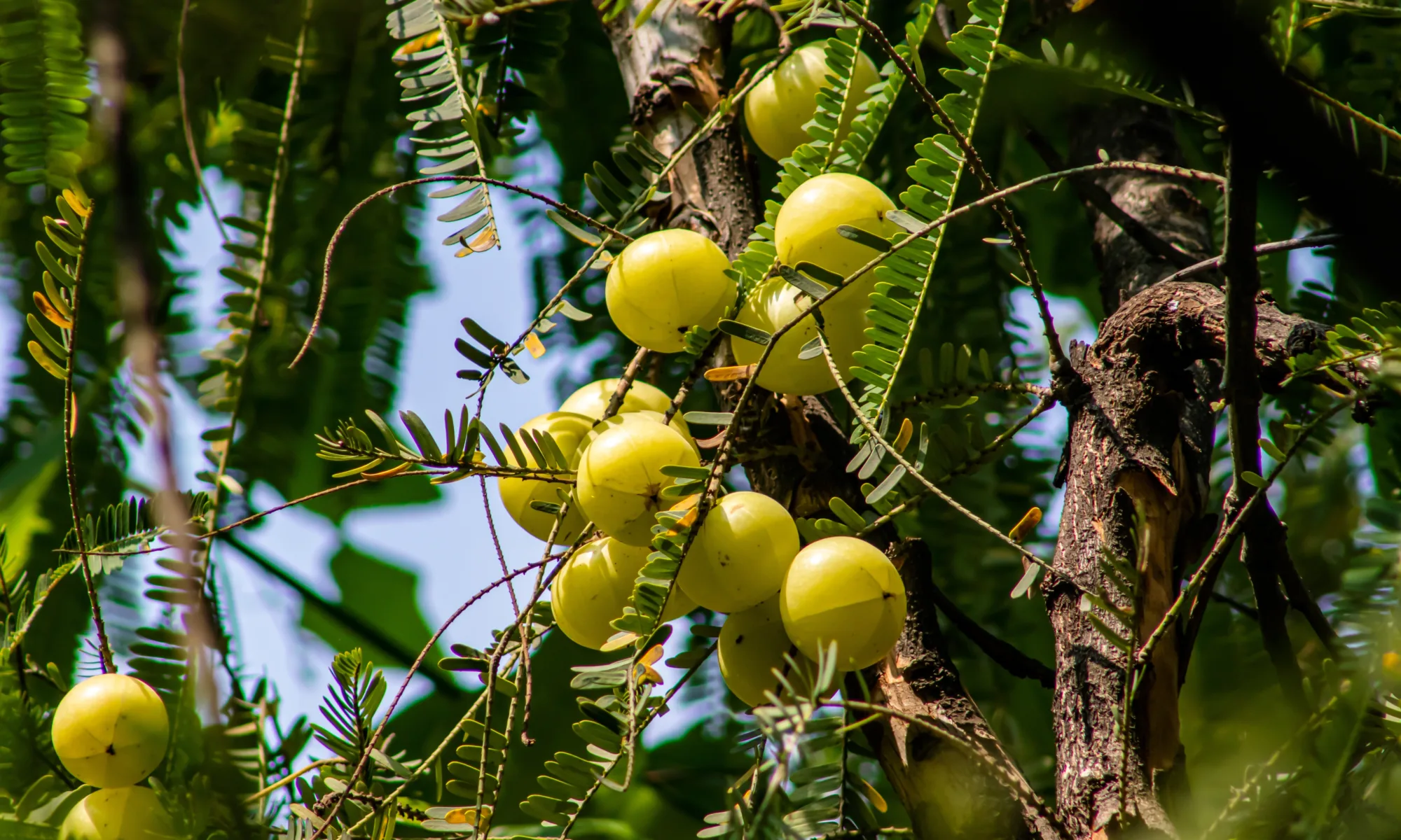 amla