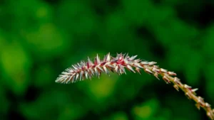 Apamarga kshaar (Achyranthes aspera)