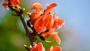 Palash Beej kshaar (Butea fondosa)