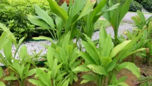 Haridra (Curcuma longa)