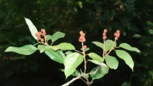 Kampilakha