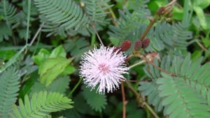 Acacia Catechu Chhal (Khadir) 