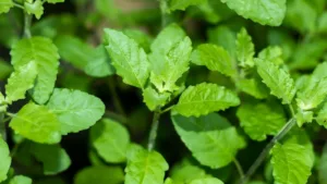 tulsi