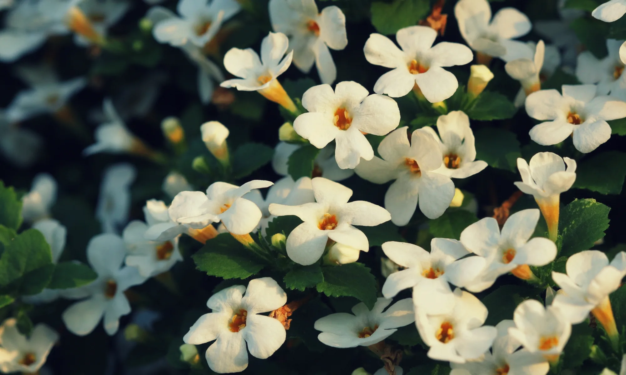 Brahmi - Bacopa monnieri