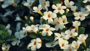 Brahmi - Bacopa monnieri