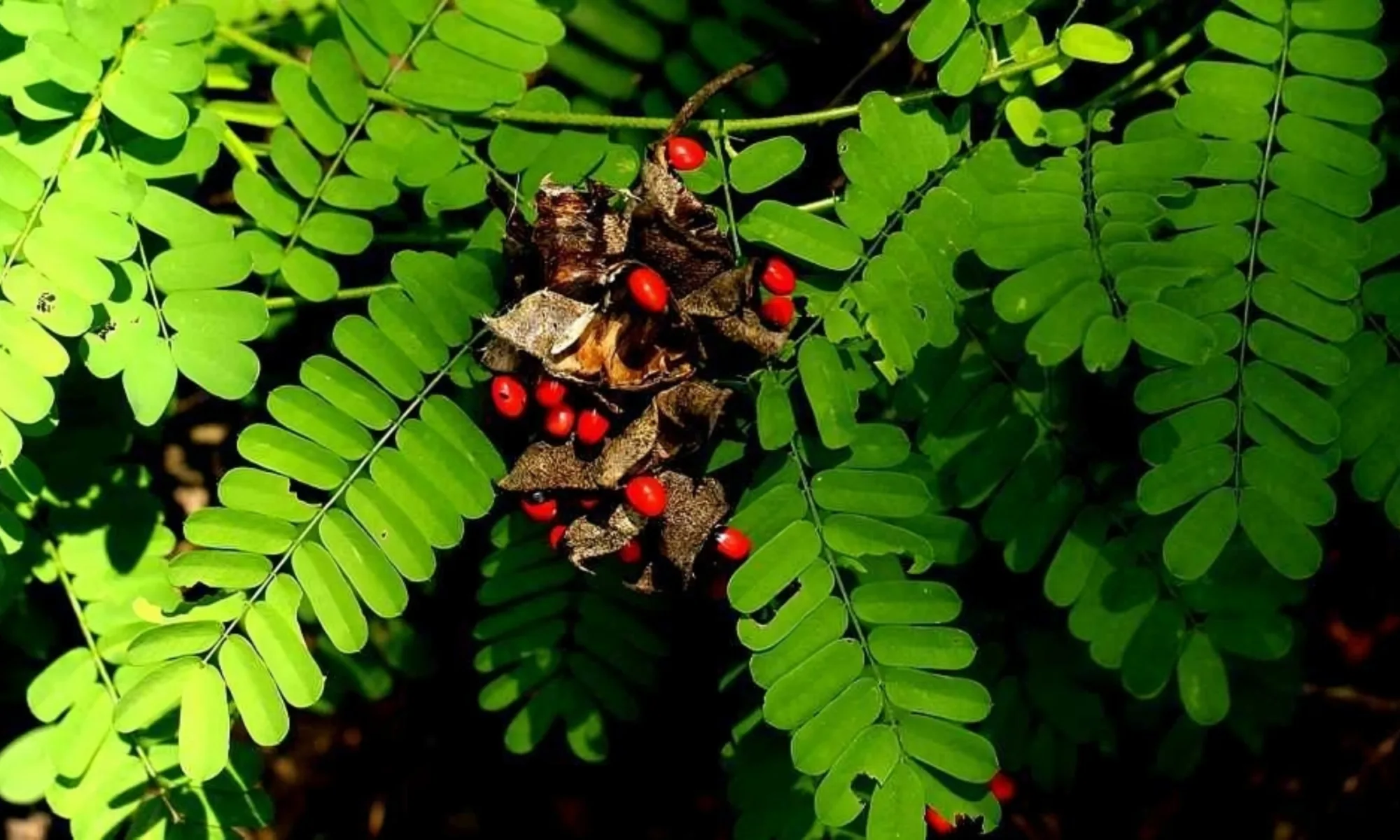 CHANOTHI (Ichnocarpus frutescens)