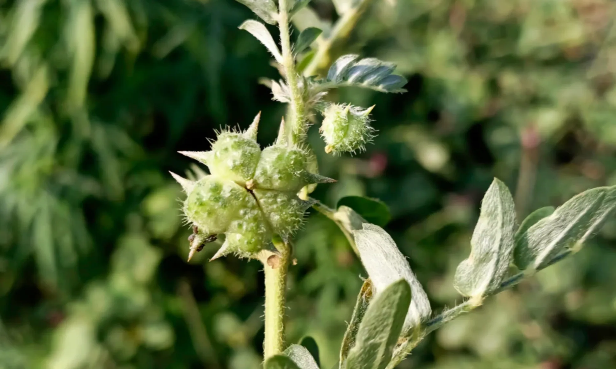 Gokharu (Tribulus terrestris)