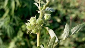 Gokharu (Tribulus terrestris)