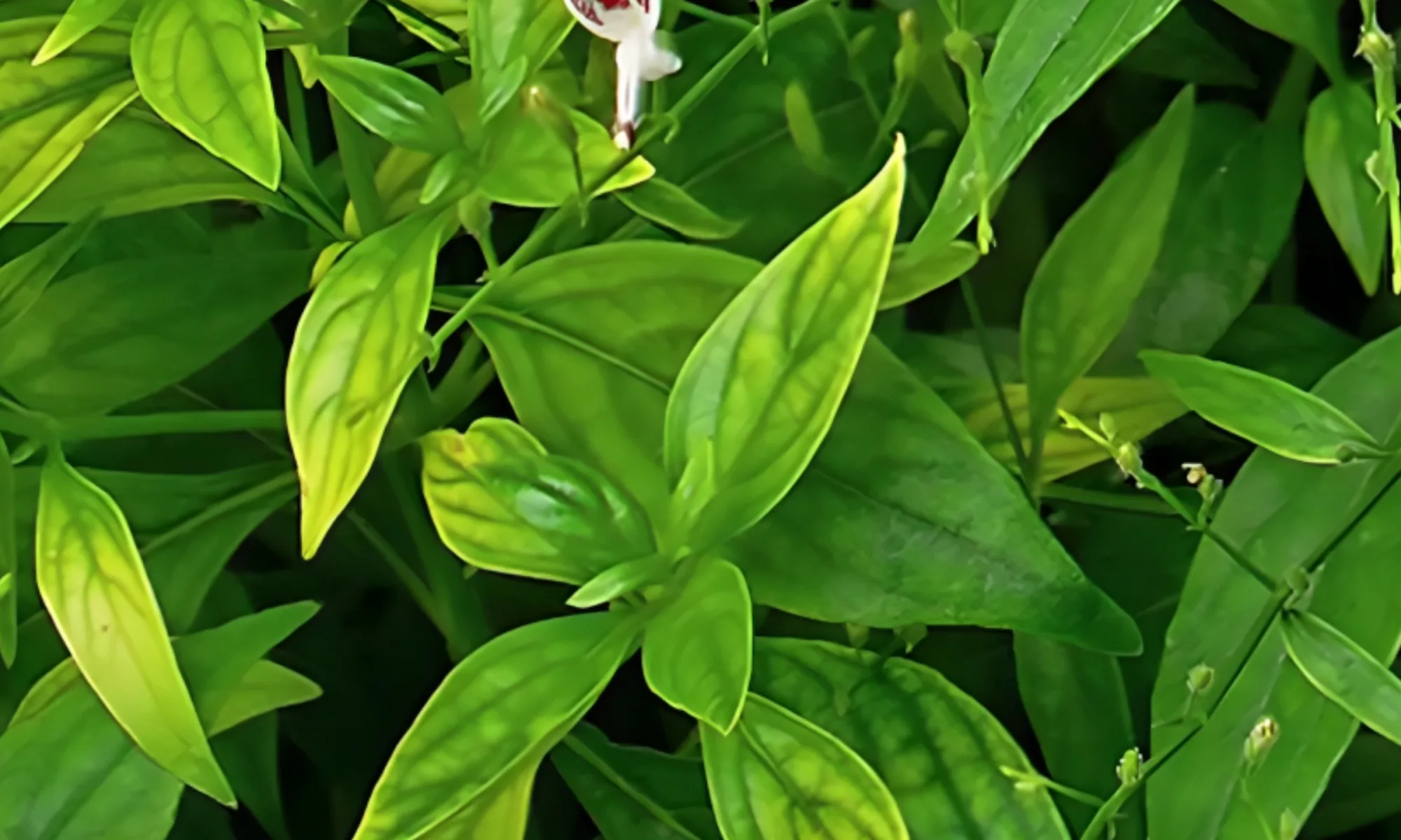 Kalmegh (Andrographis paniculata)