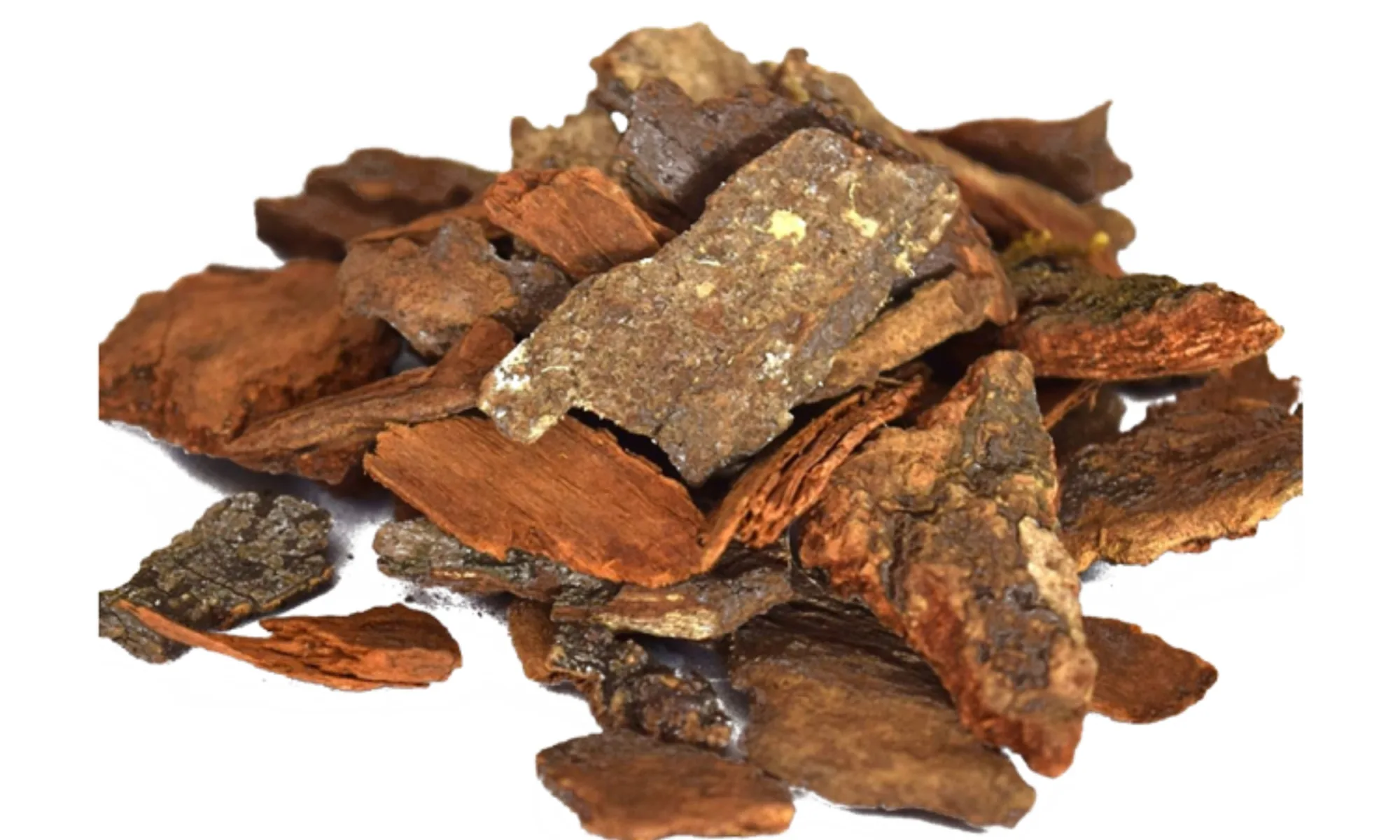 Arjuna - Terminalia arjuna