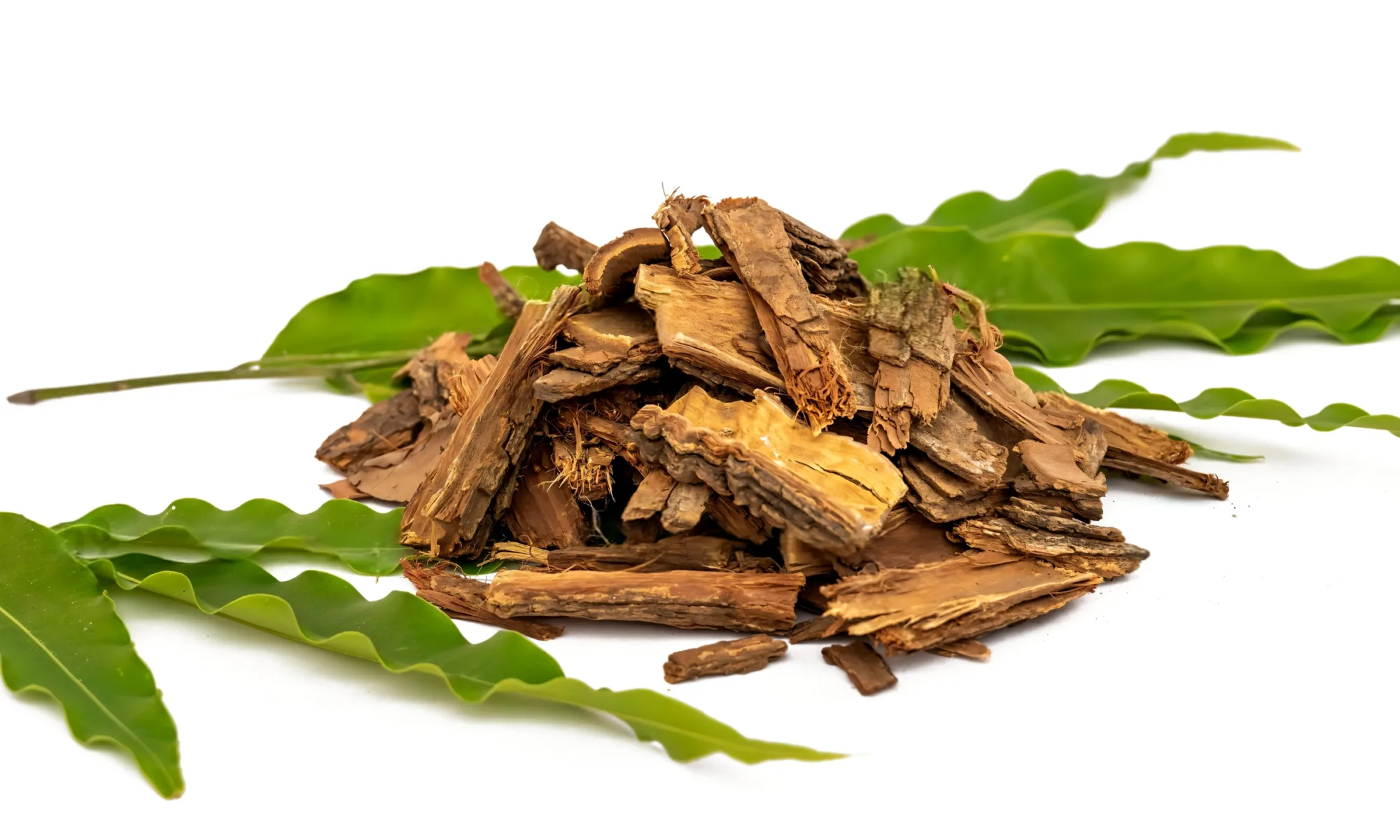 ashoka - Saraca asoca