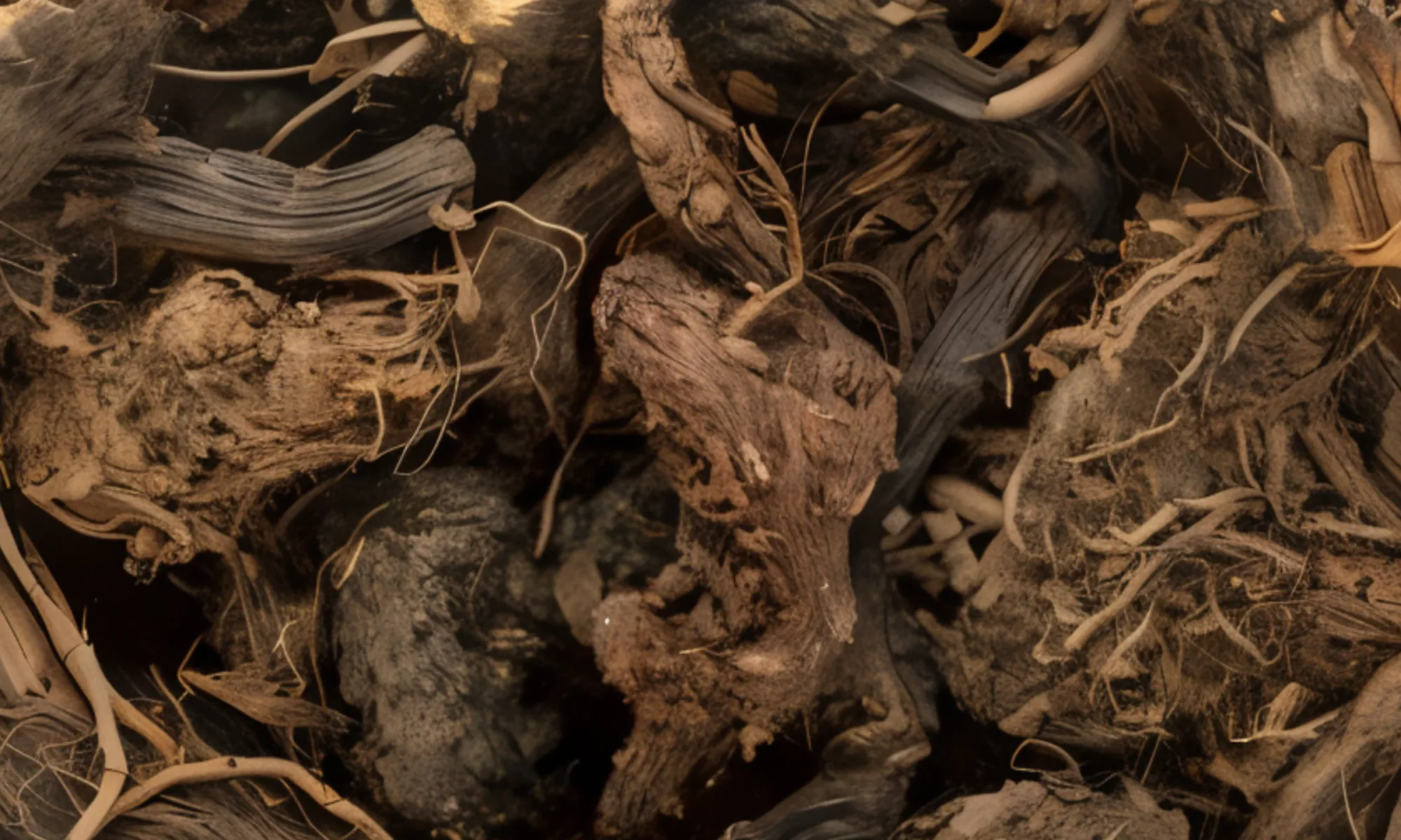 Jatamansi (Nardostachys jatamansi)