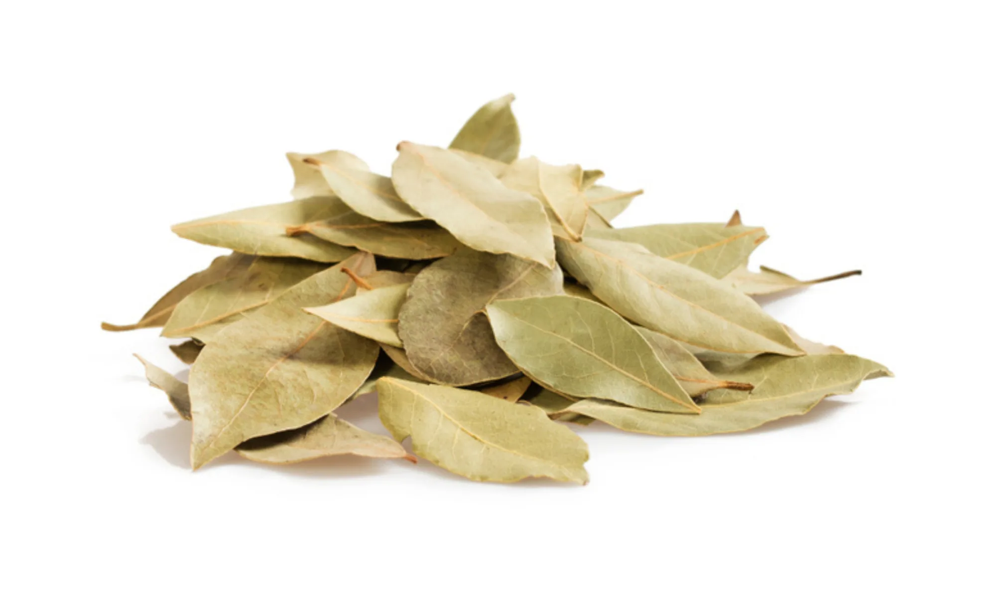 RASNA (Pluchea lanceolata)