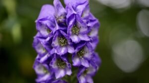 Vachnag (Aconitum ferox)