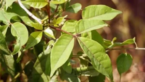 Varun Ext (Crataeva nurvala)