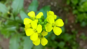 Sarsav Taila (Brassica campestris)
