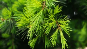 Deodar Tailam (Cedrus deodara)