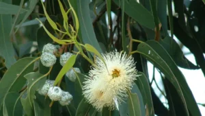 Eucalyptus Tailam (Eucalyptus globulus)