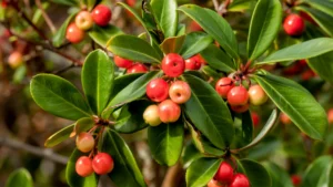 Wintergreen Tailam (Gaultheria fragrantissima)