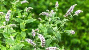 Pudina ka Phool (Mentha spc)