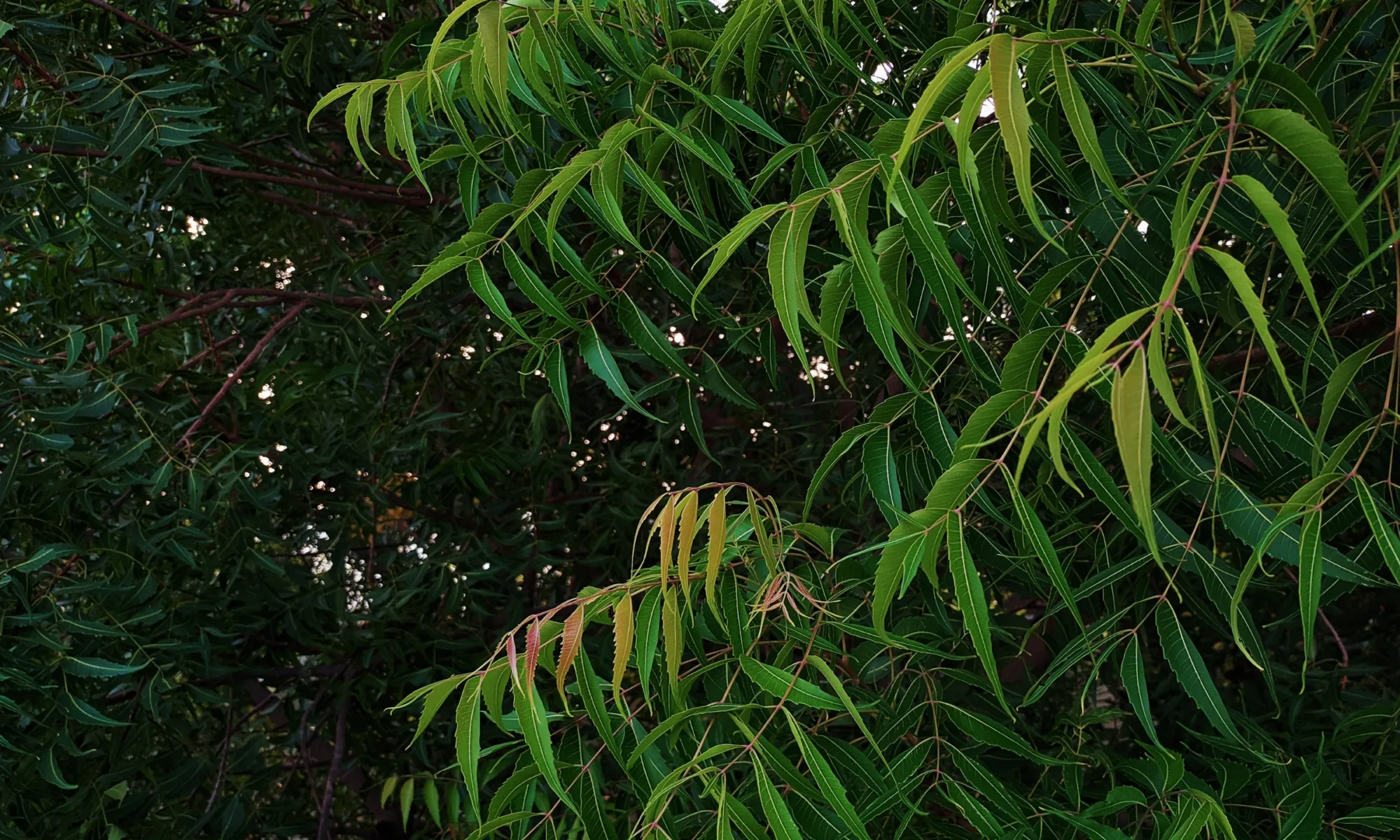 neem