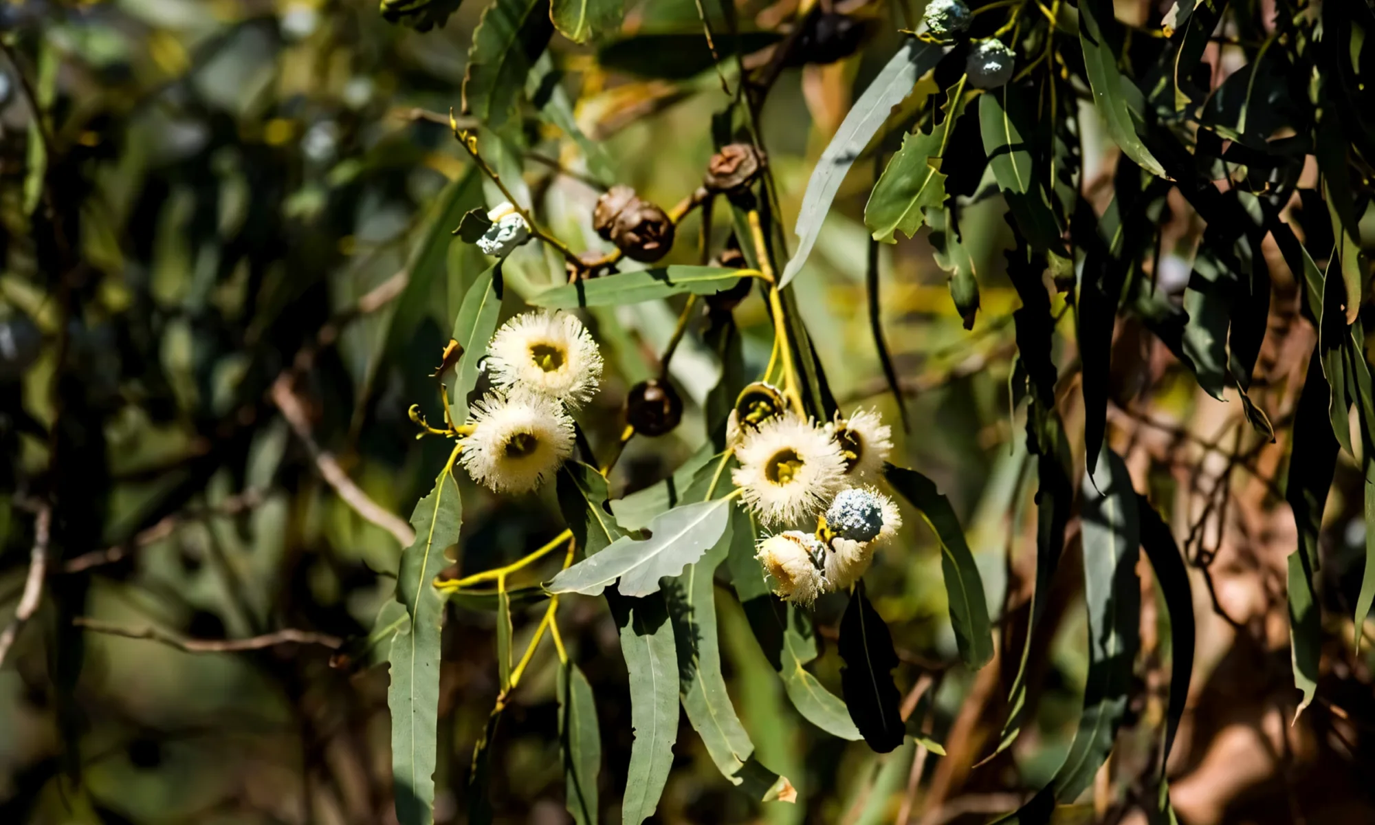 Eucalyptus