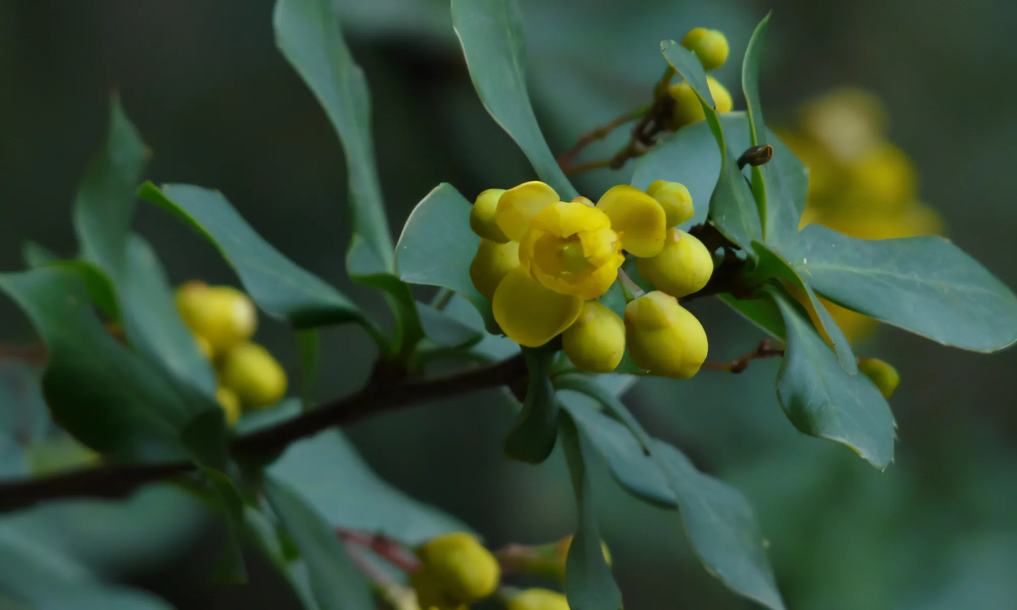 Daruharidra (Berberis aristata)