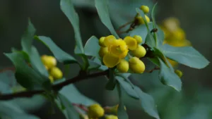 Daruharidra (Berberis aristata)