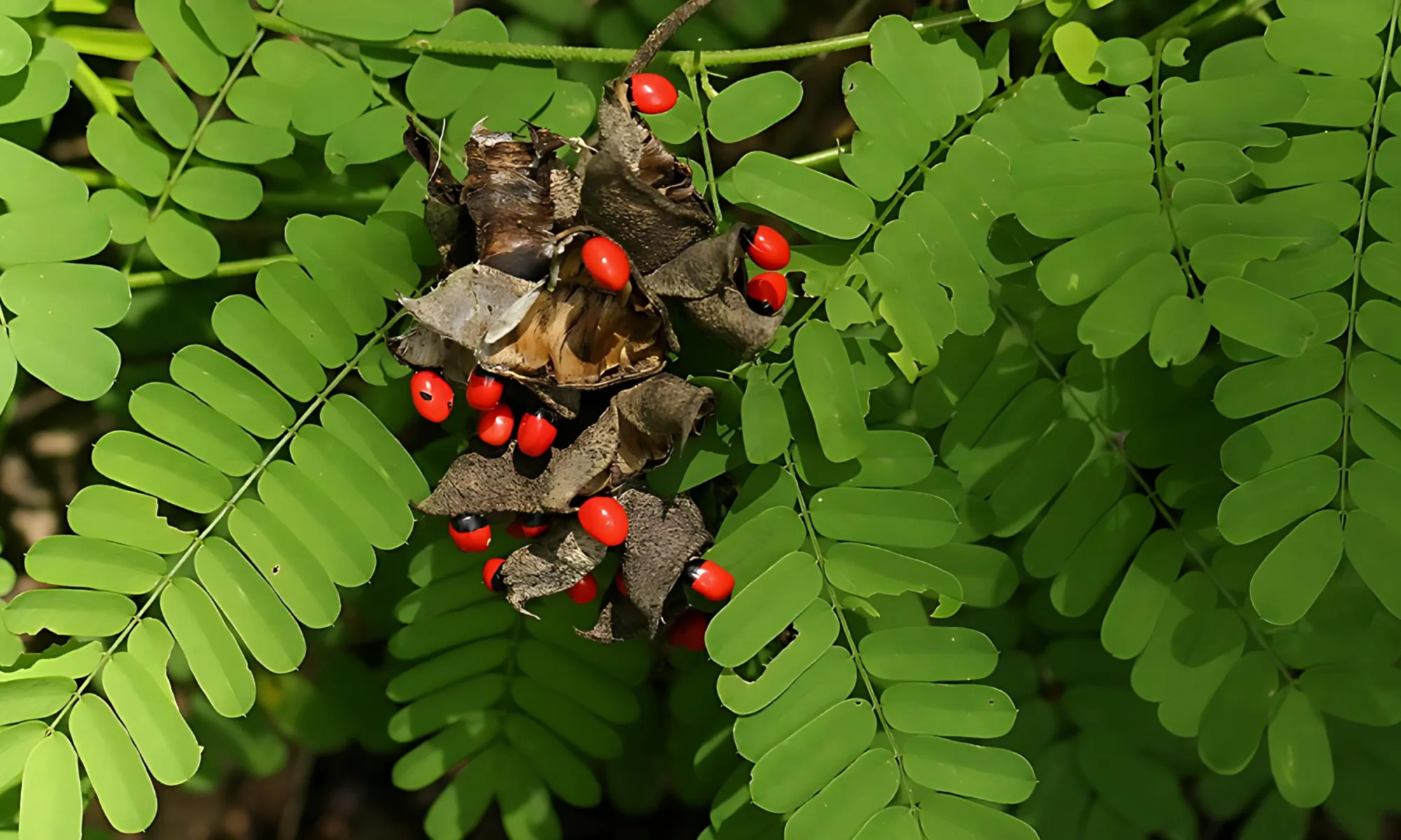 GUNJA (Abrus precatorius)