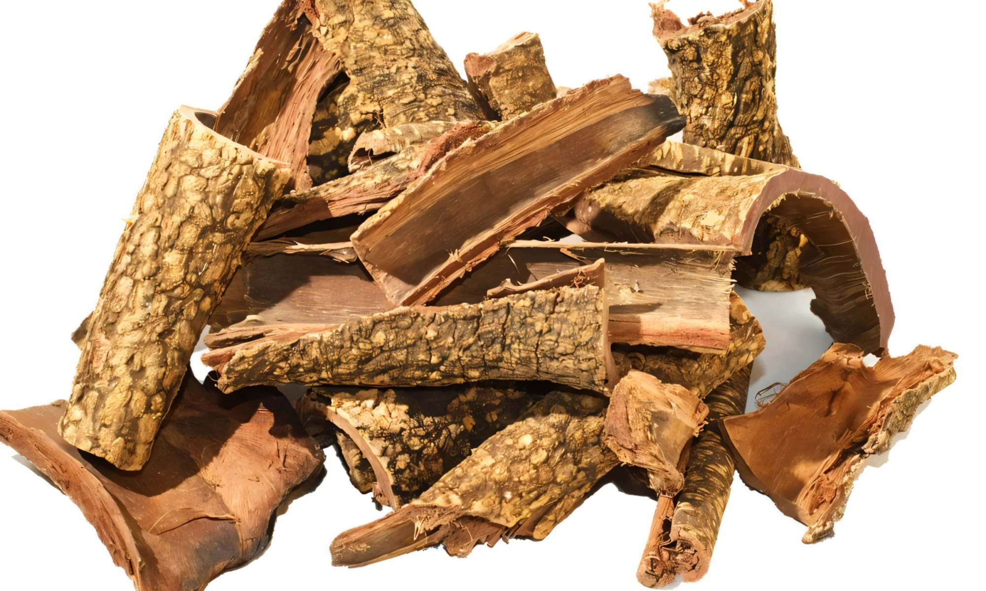 Babul Chhal (Acacia arabica or Vachellia nilotica)