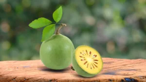 Bilwa / Bengal quince (Aegle marmelos L.)