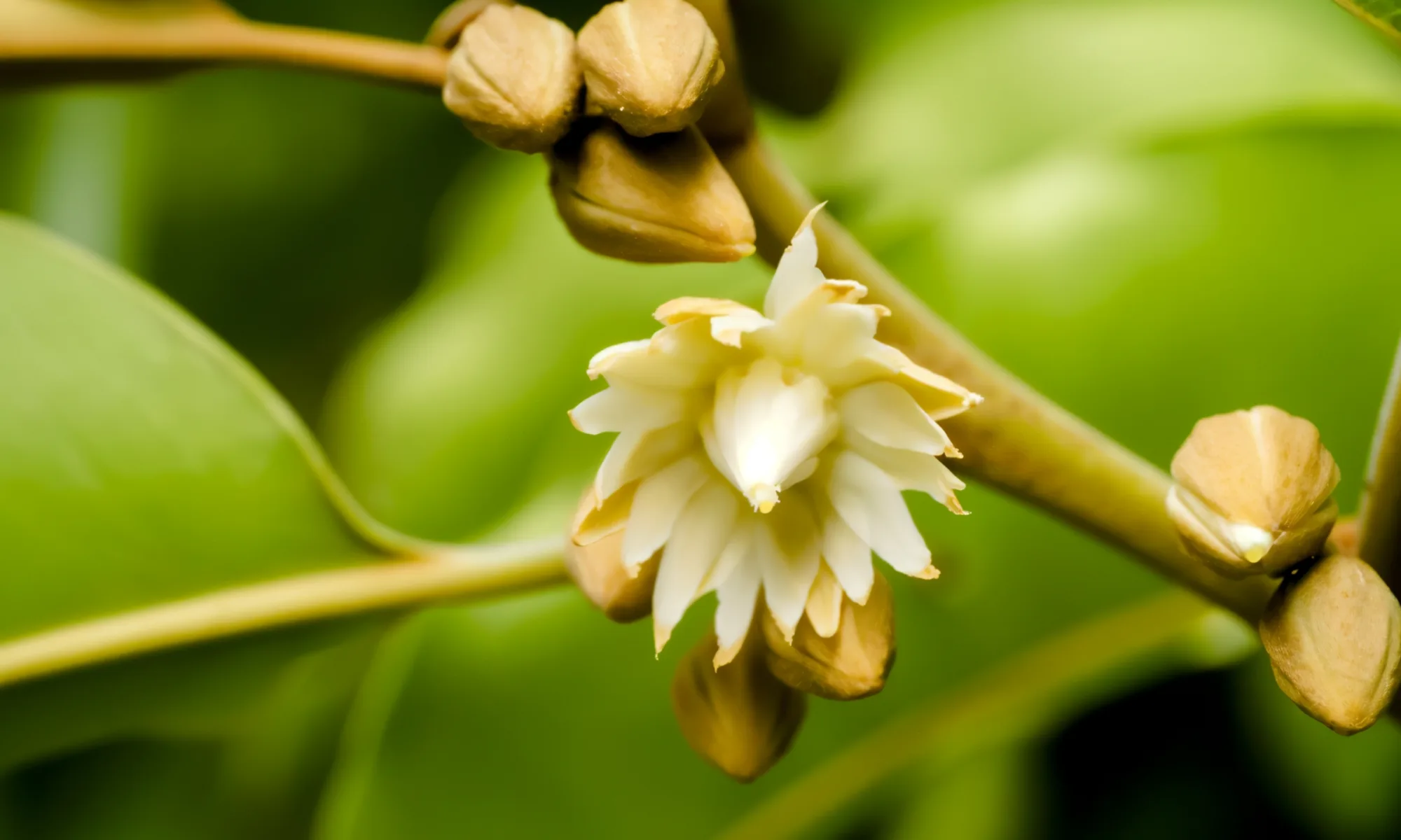 BORSALI (Mimusops elengi)