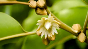 BORSALI (Mimusops elengi)