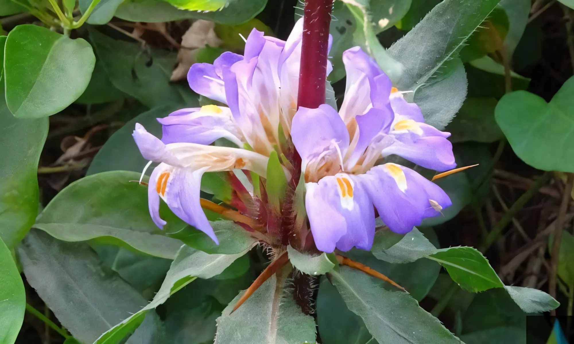 EKHARO / Kokilaksha (Asteracantha longifolia)