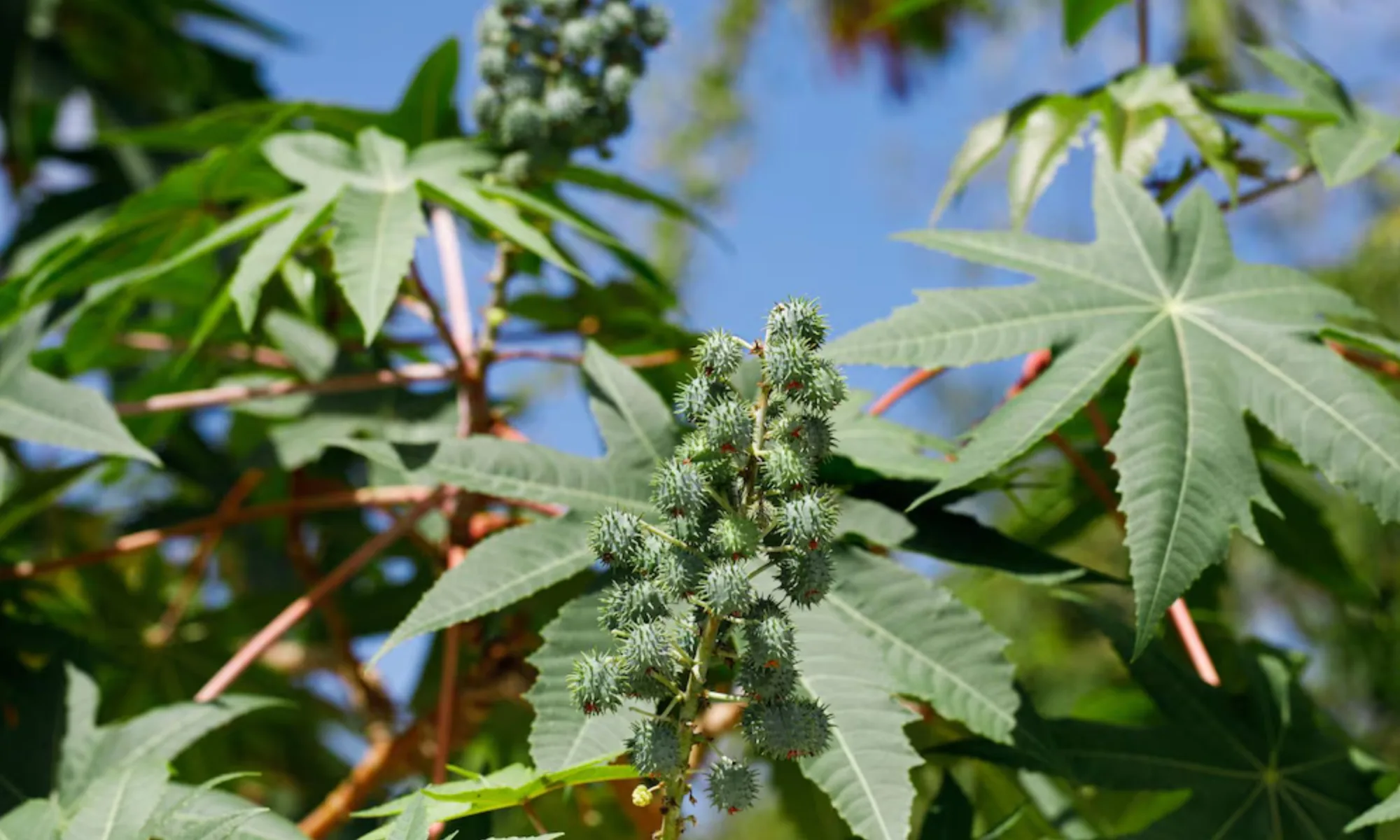 Eranda (Ricinus communis L.)