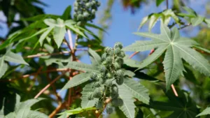 Eranda (Ricinus communis L.)