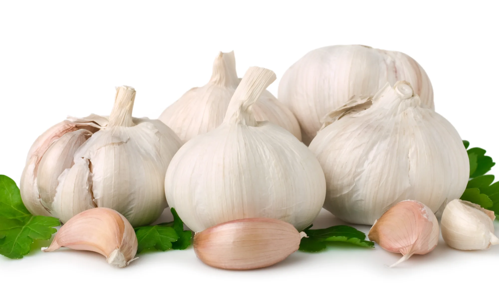 Garlic (Allium sativum)