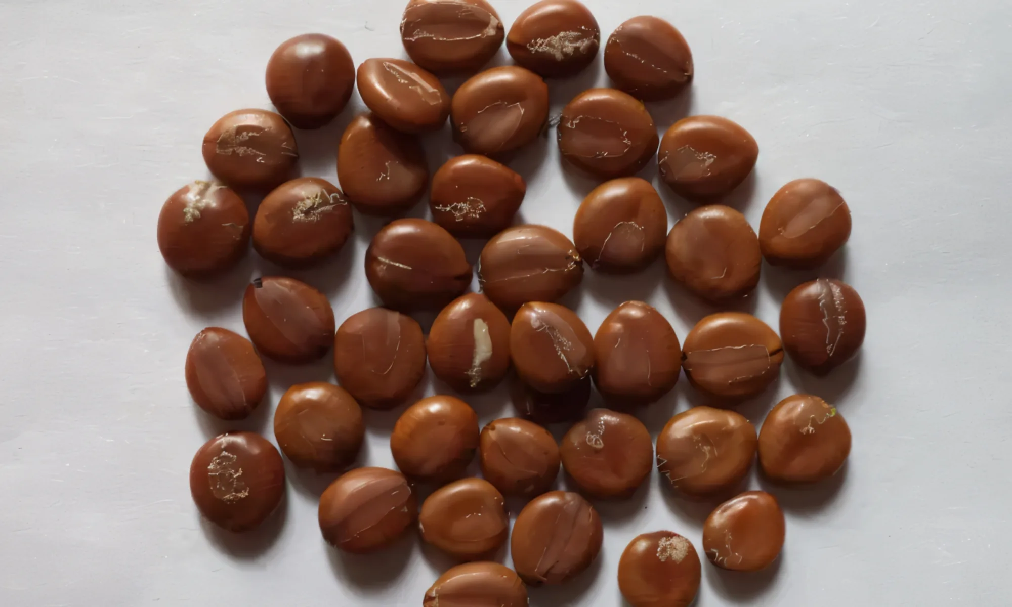 GARMALO (Cassia fistula)