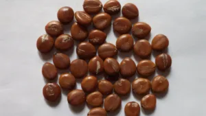 GARMALO (Cassia fistula)