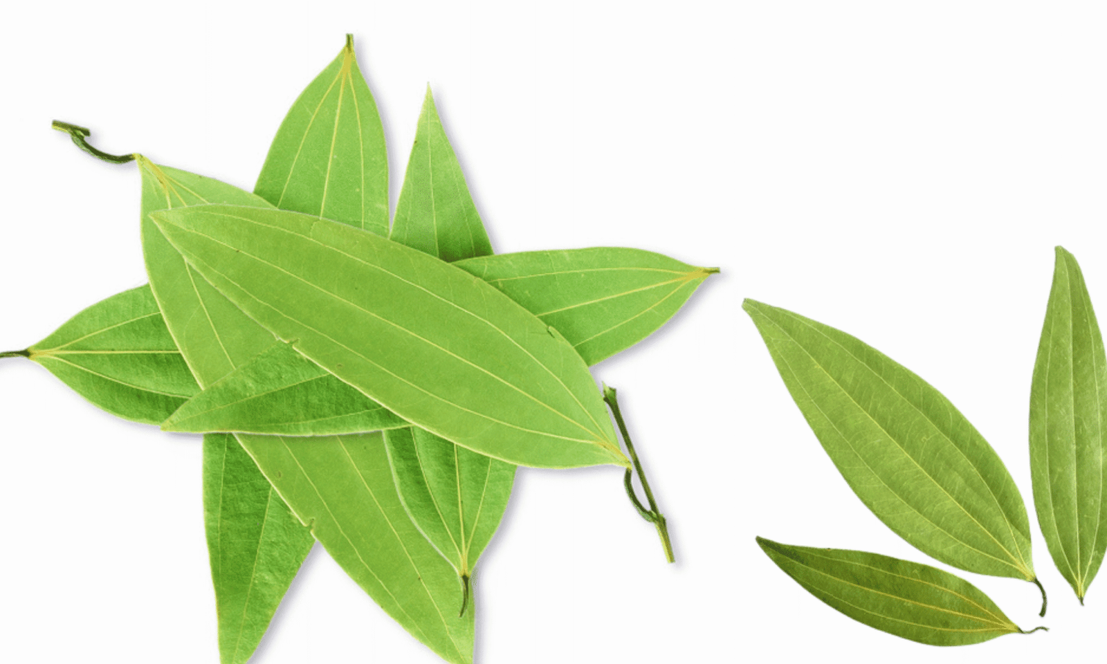 Tamal Patra / Tejpatta (Cinnamomum tamala)