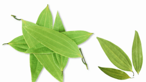 Tamal Patra / Tejpatta (Cinnamomum tamala)