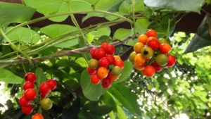 GUDUCHI (Tinospora cordifolia)