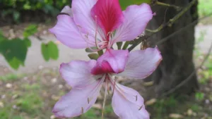 KACHNAR GUGGUL (Bauhinia variegata)