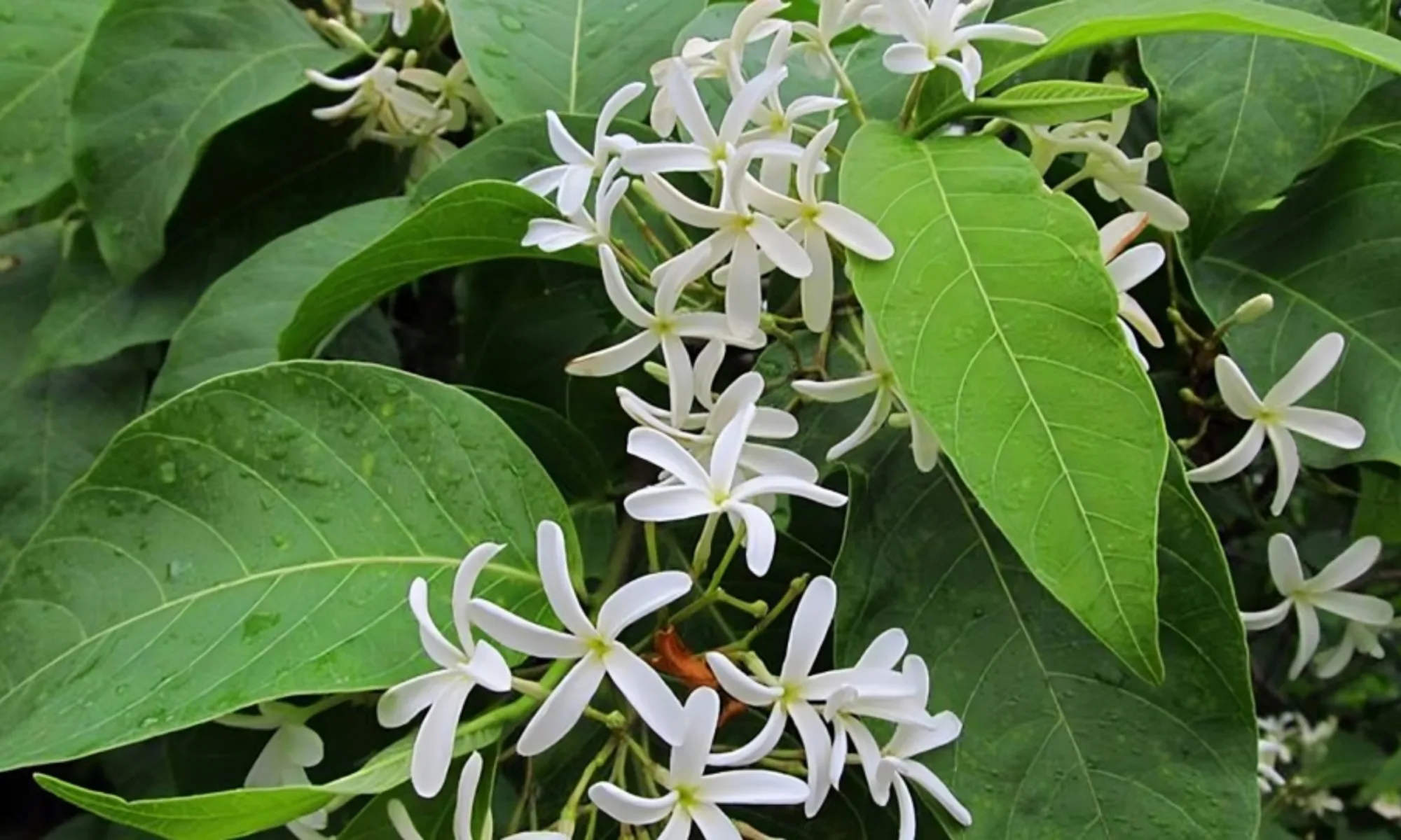 KUTAJ (Holarrhena pubescens)
