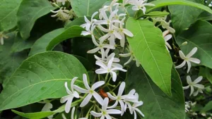 KUTAJ (Holarrhena pubescens)