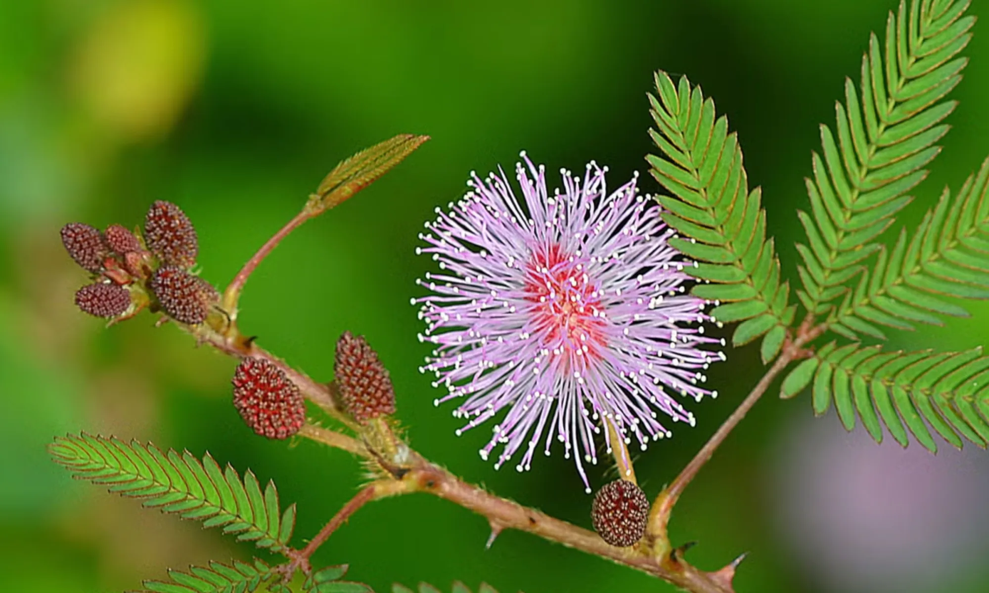 LAJALOO MOOL (Mimosa pudica)