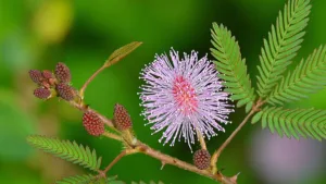 LAJALOO MOOL (Mimosa pudica)