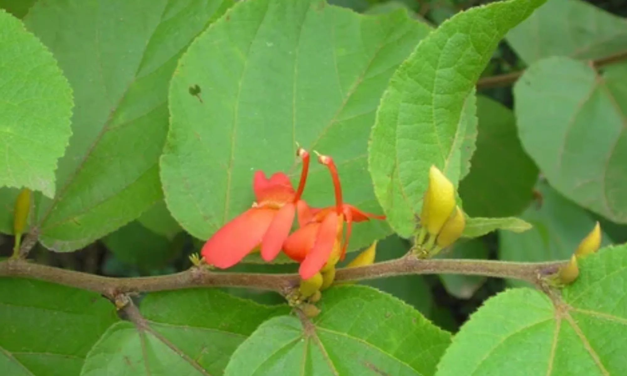 Murdasingi (Helicteres isora)