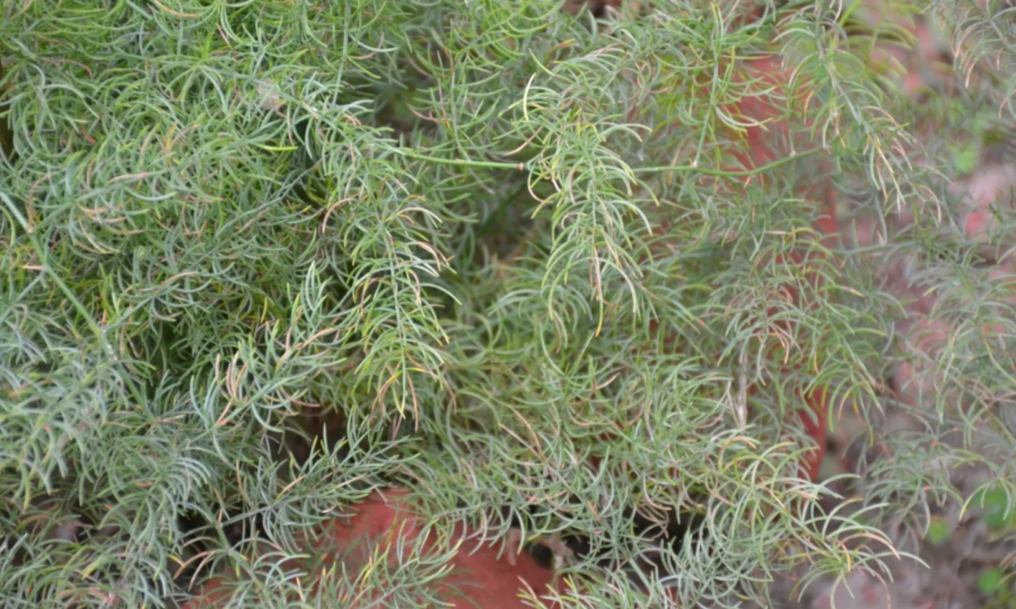 Musli (Asparagus adscendens)