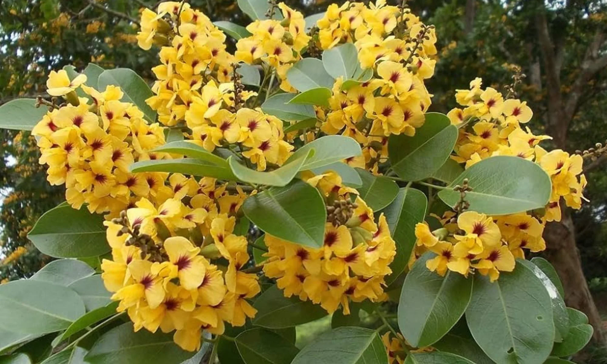RAKTACHANDAN (Pterocarpus santalinus)